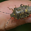 Mottled Shieldbug