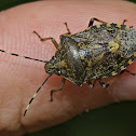 Mottled Shieldbug