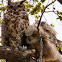 Great Horned Owl