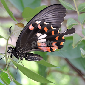 Butterfly by Bharat Darji - Animals Insects & Spiders