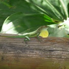 Guadeloupean anole