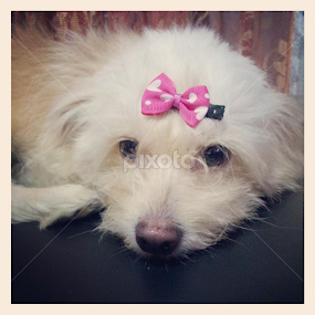 My zafrina #dog #cute by Laarni Enriquez - Animals Other