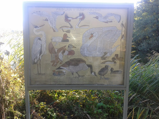 Fåglar i Råstasjön
