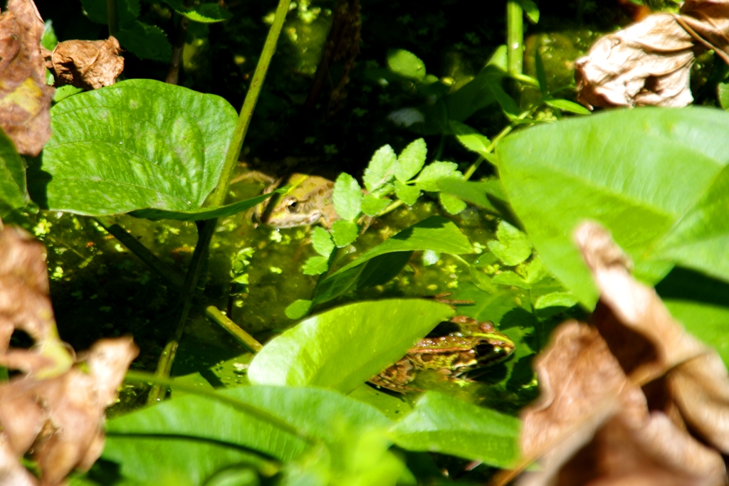 Greek marsh frog (Ελληνικός Βαλτοβάτραχος)