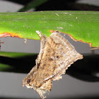 Limacodidae
