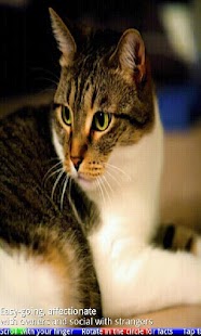 Top 20 Cats and Kittens - náhled