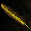 Knotroot Foxtail