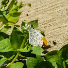 Falcate orangetip