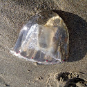 Jellyfish, Cnidaria