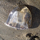 Jellyfish, Cnidaria