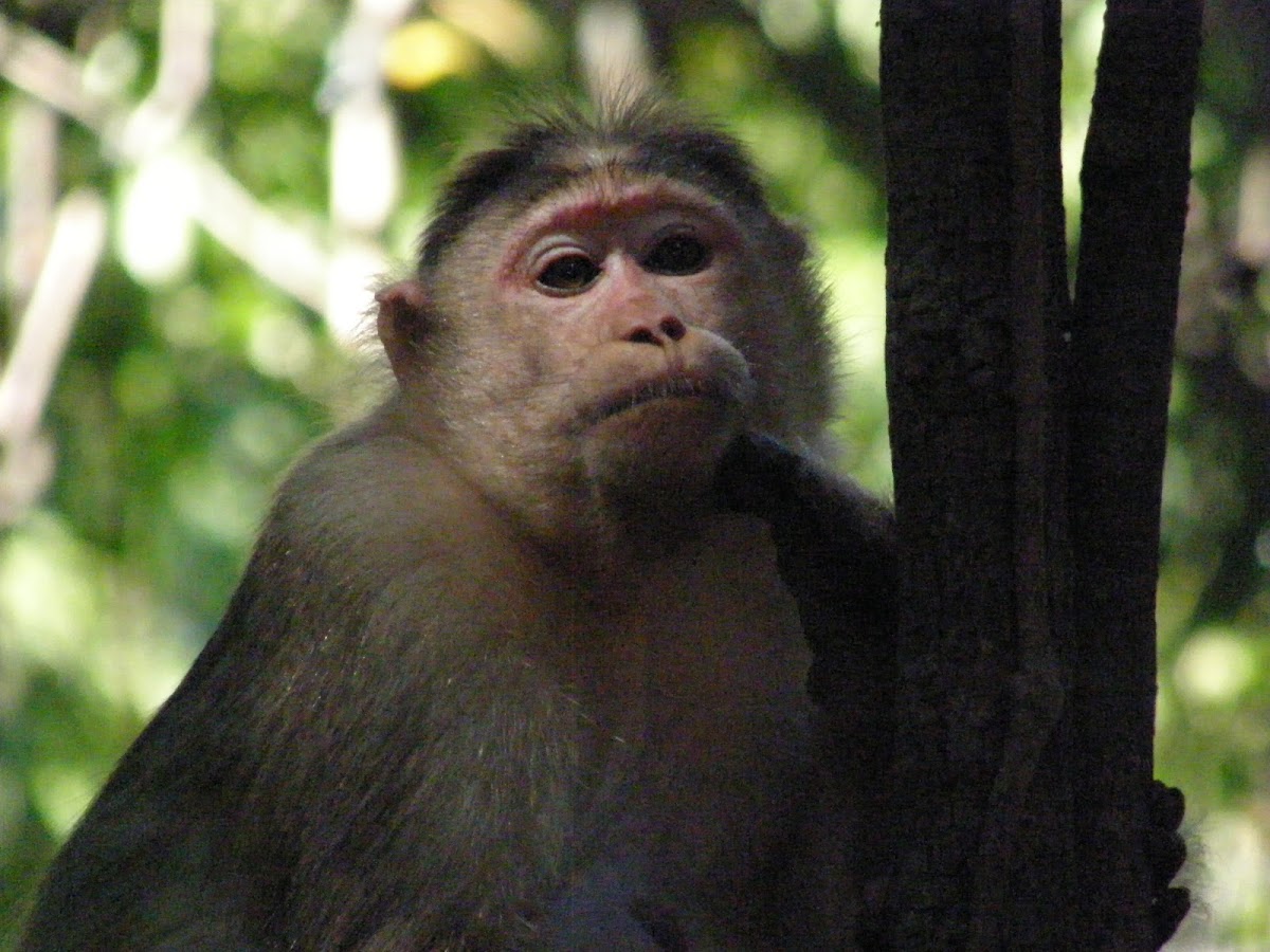 Rehsus Macaque