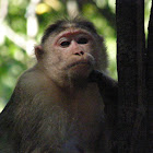 Rehsus Macaque