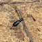 Eastern Pinebarrens Tiger Beetle