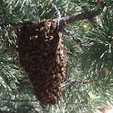 Bees reproductive swarming