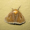 Bald Tussock Moth