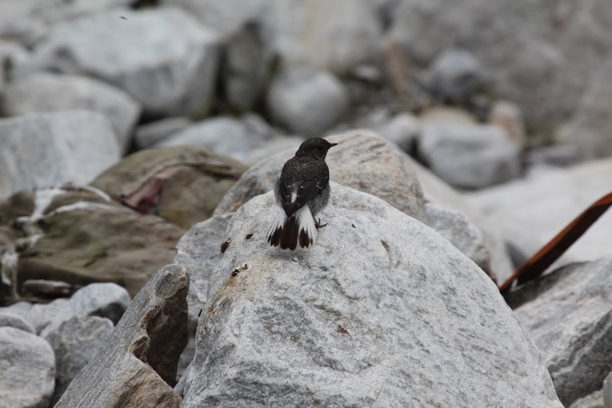 Little forktail