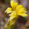 Small flower goodenia