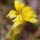 Small flower goodenia