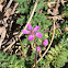 Herb robert