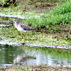 Wood Sandpiper