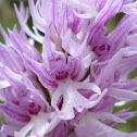 Orchis italica