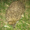 European hedgehog