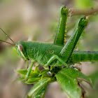Short-Horned Grasshopper - Nymph