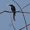 Black Drongo or King Crow