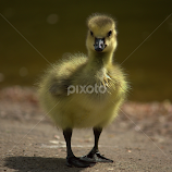 You Bet I'm Cute! by Chrissie Barrow -  