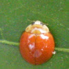 Spotless orange ladybug (again)