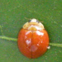 Spotless orange ladybug (again)
