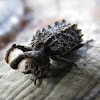 Forked fungus beetle