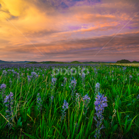 Camas Lillies by Jim Harmer - Flowers Flowers in the Wild