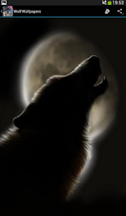 Wolf Wallpapers(圖3)-速報App