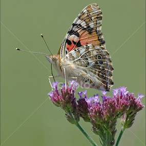 Taking Nourishment by Burkhard Schlosser - Animals Insects & Spiders