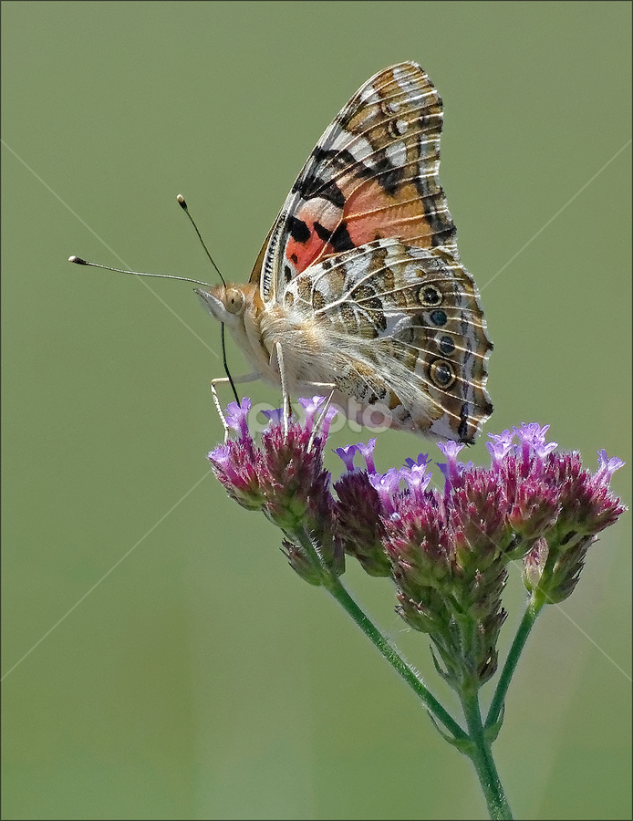 Taking Nourishment by Burkhard Schlosser - Animals Insects & Spiders