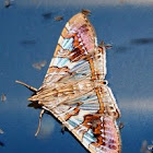 Crambid Moth