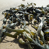 Egg Wrack