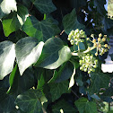 common ivy