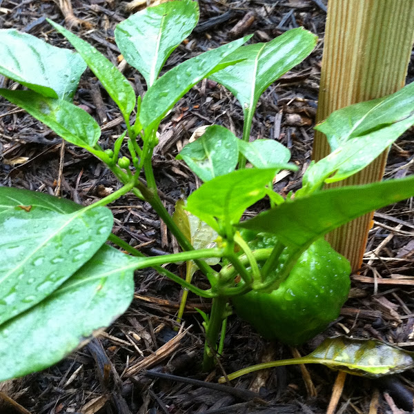 Bell Pepper plant &amp; fruit Project Noah
