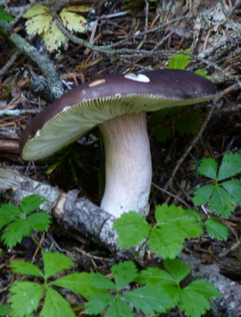 Russula