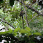 white whiskered puffbird