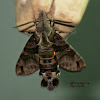 Macroglossum Sphinx Moth