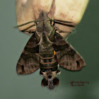 Macroglossum Sphinx Moth