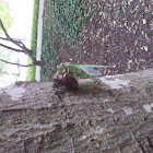 Cicada