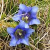 "Clusius' gentian"