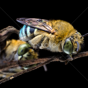 Sleeping Blue Banded Bee by Percy Photography - Animals Insects & Spiders