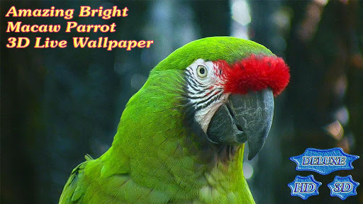 【免費個人化App】Amazing Bright Macaw Parrot-APP點子