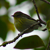 cape may warbler (female)