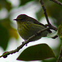 cape may warbler (female)